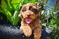 Ironman-LABOR DAY SALE-TAKE $100 OFF!!!, a male Havanese and Poodle - Toy  for sale in Marshfield, MO – 2 of 9