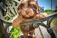 Ironman, a male Havanese and Poodle - Toy  for sale in Marshfield, MO – 2 of 10