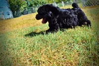 Isabella-PENDING SALE!!!, a female Havanese and Havapoo for sale in Marshfield, MO – 6 of 9
