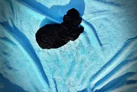 Louie, a male Havanese and Poodle - Toy  for sale in Marshfield, MO – Photo 7 of 8