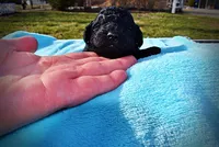 Louie, a male Havanese and Poodle - Toy  for sale in Marshfield, MO – Photo 3 of 8