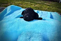 Louie, a male Havanese and Poodle - Toy  for sale in Marshfield, MO – Photo 6 of 8