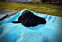 Louie, a male Havanese and Poodle - Toy  for sale in Marshfield, MO – Photo 5 of 8