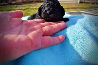 Louie, a male Havanese and Poodle - Toy  for sale in Marshfield, MO – Photo 1 of 8