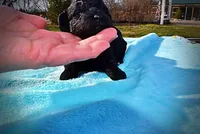 Louie, a male Havanese and Poodle - Toy  for sale in Marshfield, MO – Photo 2 of 8