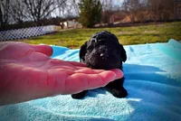 Louie, a male Havanese and Poodle - Toy  for sale in Marshfield, MO – Photo 4 of 8