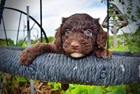 Vader, a male Havanese and Poodle - Toy  for sale in Marshfield, MO – 3 of 9