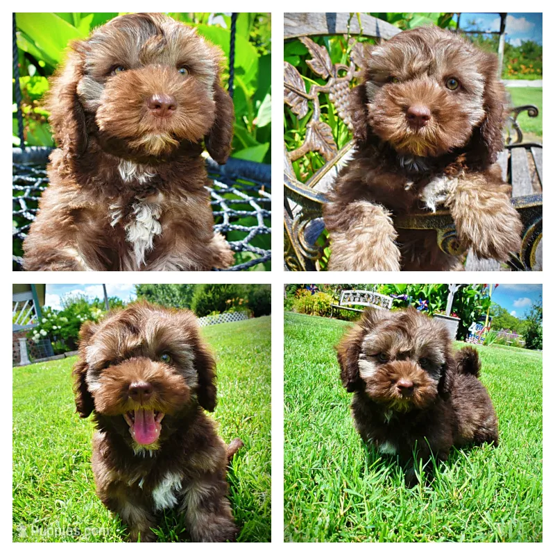 Frisco – Havanese, Poodle - Toy  puppy for sale in Marshfield, MO