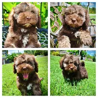 Frisco, a male Havanese and Poodle - Toy  for sale in Marshfield, MO – 1 of 10