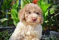 Noodles, a female Havapoo for sale in Marshfield, MO – 2 of 10