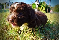 Levi, a male Havapoo for sale in Marshfield, MO – 7 of 10