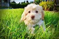 Daisy, a female Havanese and Poodle - Toy  for sale in Marshfield, MO – 7 of 10