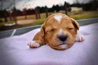 Mimi, a female Havanese and Poodle - Toy  for sale in Marshfield, MO – Photo 3 of 5