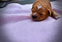 Mimi, a female Havanese and Poodle - Toy  for sale in Marshfield, MO – Photo 4 of 5