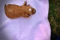 Mimi, a female Havanese and Poodle - Toy  for sale in Marshfield, MO – Photo 5 of 5