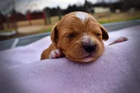 Mimi, a female Havanese and Poodle - Toy  for sale in Marshfield, MO – Photo 2 of 5
