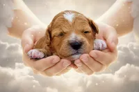 Mimi, a female Havanese and Poodle - Toy  for sale in Marshfield, MO – Photo 1 of 5