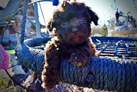 Nemo, a male Havanese and Poodle - Toy  for sale in Marshfield, MO – Photo 2 of 10