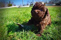 Nemo, a male Havanese and Poodle - Toy  for sale in Marshfield, MO – Photo 6 of 10