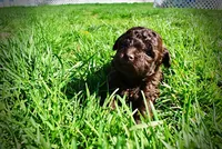 Nemo, a male Havanese and Poodle - Toy  for sale in Marshfield, MO – Photo 9 of 10