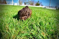 Nemo, a male Havanese and Poodle - Toy  for sale in Marshfield, MO – Photo 5 of 10