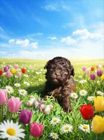 Nemo, a male Havanese and Poodle - Toy  for sale in Marshfield, MO – Photo 2 of 10