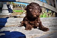 Nemo, a male Havanese and Poodle - Toy  for sale in Marshfield, MO – Photo 4 of 10
