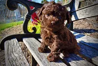 Nemo, a male Havanese and Poodle - Toy  for sale in Marshfield, MO – Photo 10 of 10