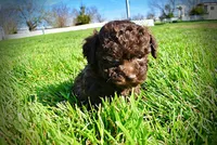 Nemo, a male Havanese and Poodle - Toy  for sale in Marshfield, MO – Photo 4 of 10