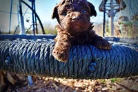 Nemo, a male Havanese and Poodle - Toy  for sale in Marshfield, MO – Photo 3 of 10
