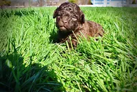 Nemo, a male Havanese and Poodle - Toy  for sale in Marshfield, MO – Photo 7 of 10