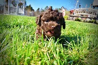 Nemo, a male Havanese and Poodle - Toy  for sale in Marshfield, MO – Photo 8 of 10
