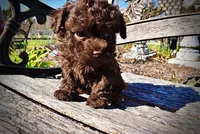Nemo, a male Havanese and Poodle - Toy  for sale in Marshfield, MO – Photo 9 of 10