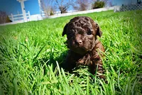 Nemo, a male Havanese and Poodle - Toy  for sale in Marshfield, MO – Photo 6 of 10