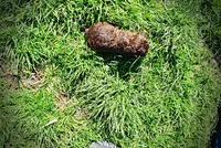 Nemo, a male Havanese and Poodle - Toy  for sale in Marshfield, MO – Photo 8 of 10