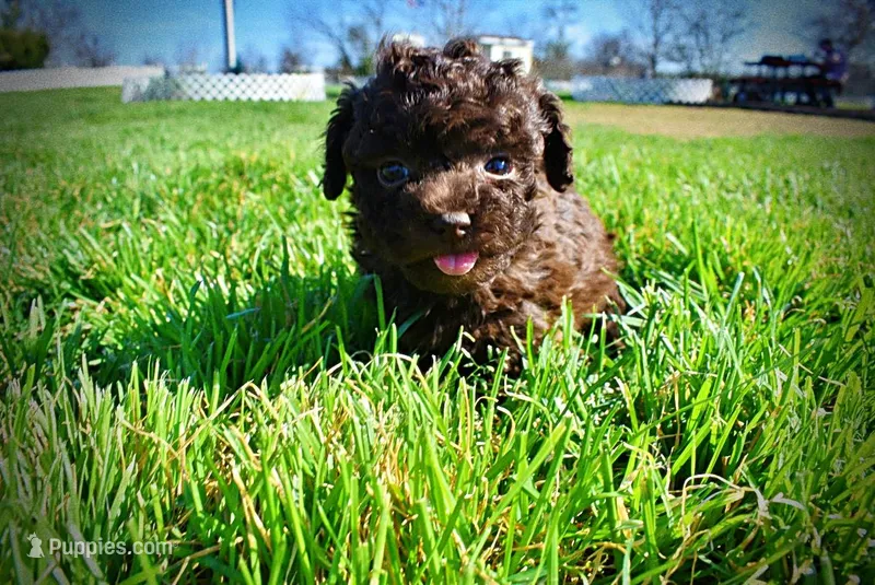Nemo – Havanese, Poodle - Toy  puppy for sale in Marshfield, MO