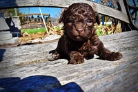 Nemo, a male Havanese and Poodle - Toy  for sale in Marshfield, MO – Photo 5 of 10