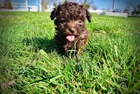 Nemo, a male Havanese and Poodle - Toy  for sale in Marshfield, MO – Photo 7 of 10