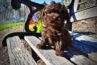 Nemo, a male Havanese and Poodle - Toy  for sale in Marshfield, MO – Photo 3 of 10