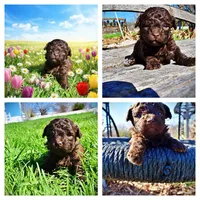 Nemo, a male Havanese and Poodle - Toy  for sale in Marshfield, MO – Photo 10 of 10