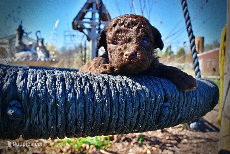 Nemo – Havanese, Poodle - Toy  puppy for sale in Marshfield, MO