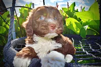 Baxter, a male Havanese and Poodle - Toy  for sale in Marshfield, MO – 4 of 10