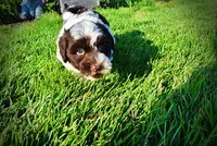 Teddy-SUMMER SALE!!  $100 off listed price!!, a male Havanese and Poodle - Toy  for sale in Marshfield, MO – 8 of 9