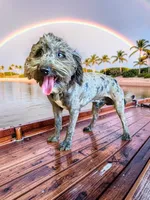 Indy, a male Havanese and Poodle - Toy  for sale in Marshfield, MO – 9 of 10