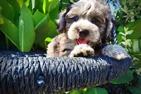 Icon-LABOR DAY SALE-TAKE $100 OFF!!!, a male Havanese and Poodle - Toy  for sale in Marshfield, MO – 4 of 10