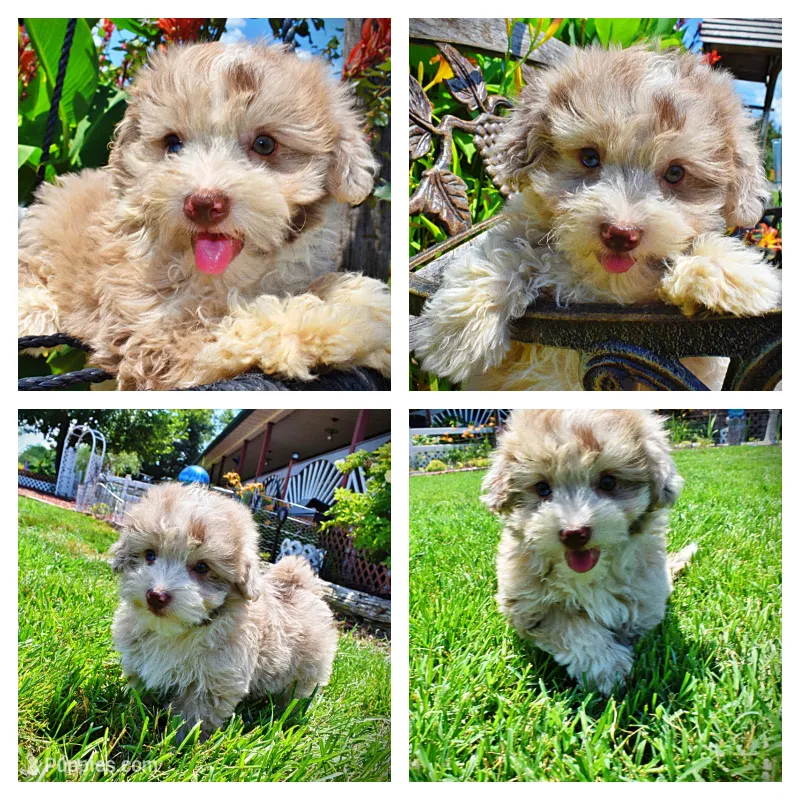Espresso – Havanese, Poodle - Toy  puppy for sale in Marshfield, MO