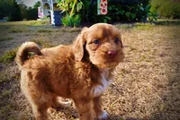 Muppet, a male Havapoo for sale in Marshfield, MO – 8 of 10