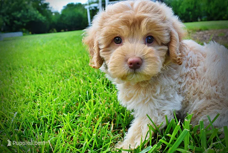 Valor – Havanese, Poodle - Toy  puppy for sale in Marshfield, MO