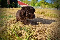 Latte, a male Havapoo for sale in Marshfield, MO – 7 of 10