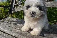 Sugar-SUMMER SALE!!  $100 off listed price!, a female Havanese and Poodle - Toy  for sale in Marshfield, MO – 7 of 8